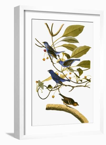 Audubon: Bunting, 1827-38-John James Audubon-Framed Giclee Print