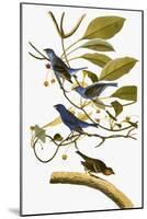 Audubon: Bunting, 1827-38-John James Audubon-Mounted Giclee Print