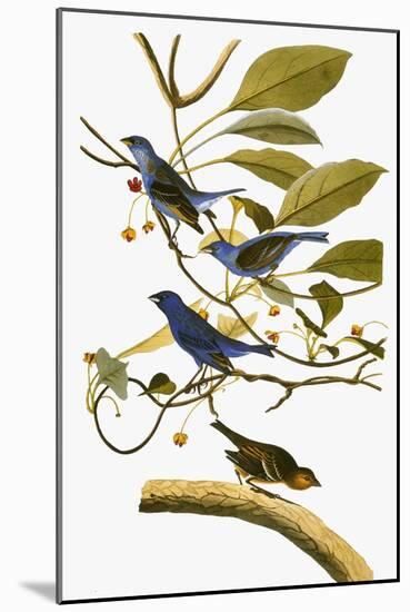 Audubon: Bunting, 1827-38-John James Audubon-Mounted Giclee Print