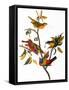 Audubon: Bunting, 1827-John James Audubon-Framed Stretched Canvas