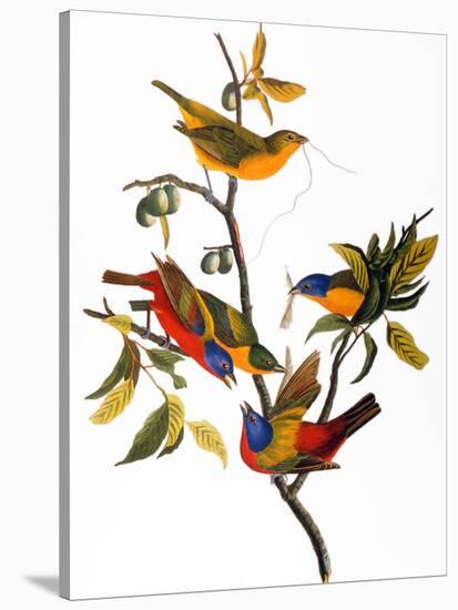 Audubon: Bunting, 1827-John James Audubon-Stretched Canvas