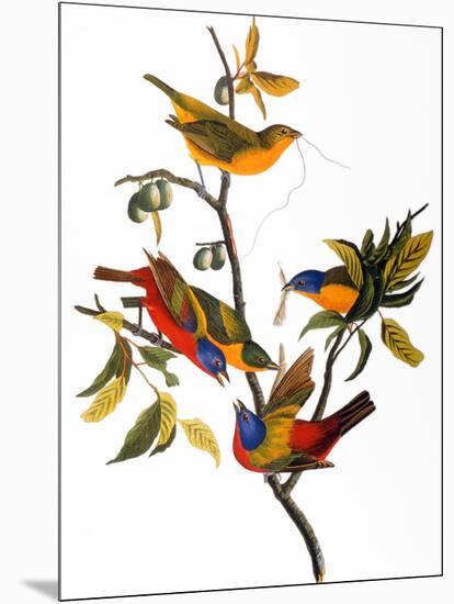 Audubon: Bunting, 1827-John James Audubon-Mounted Giclee Print