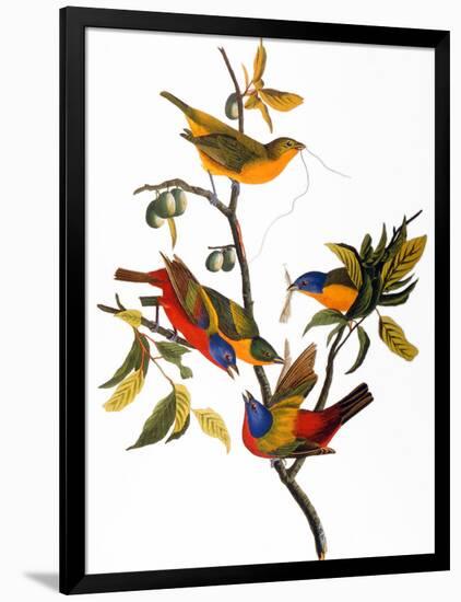 Audubon: Bunting, 1827-John James Audubon-Framed Giclee Print