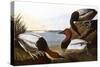 Audubon: Canvasback, 1827-John James Audubon-Stretched Canvas