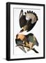 Audubon: Caracara, 1827-38-John James Audubon-Framed Giclee Print