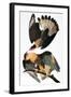 Audubon: Caracara, 1827-38-John James Audubon-Framed Giclee Print