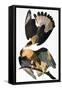 Audubon: Caracara, 1827-38-John James Audubon-Framed Stretched Canvas