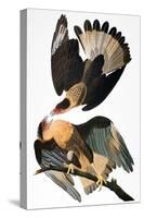 Audubon: Caracara, 1827-38-John James Audubon-Stretched Canvas