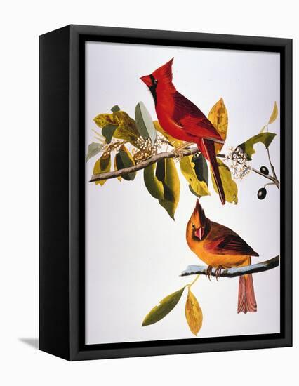 Audubon: Cardinal-John James Audubon-Framed Stretched Canvas