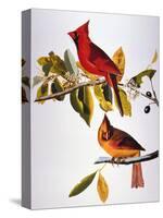 Audubon: Cardinal-John James Audubon-Stretched Canvas
