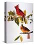 Audubon: Cardinal-John James Audubon-Stretched Canvas