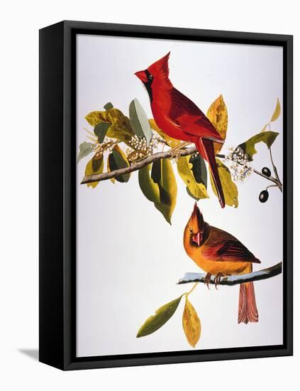Audubon: Cardinal-John James Audubon-Framed Stretched Canvas