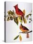 Audubon: Cardinal-John James Audubon-Stretched Canvas