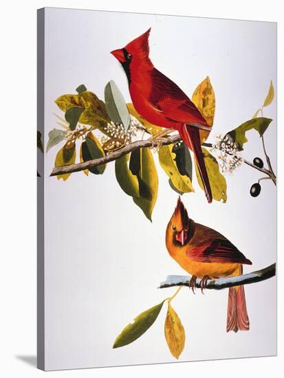 Audubon: Cardinal-John James Audubon-Stretched Canvas