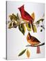 Audubon: Cardinal-John James Audubon-Stretched Canvas