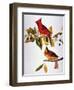 Audubon: Cardinal-John James Audubon-Framed Premium Giclee Print