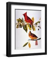 Audubon: Cardinal-John James Audubon-Framed Premium Giclee Print