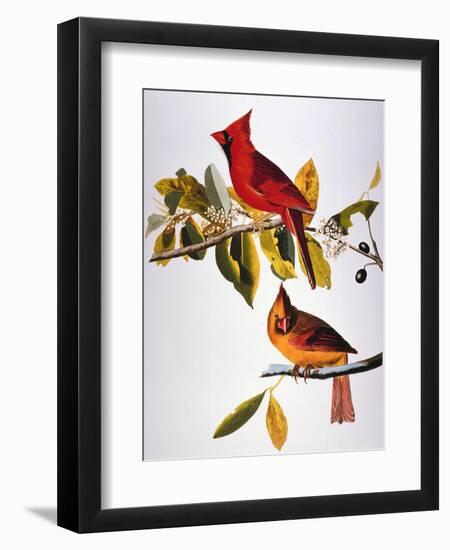 Audubon: Cardinal-John James Audubon-Framed Premium Giclee Print