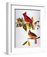 Audubon: Cardinal-John James Audubon-Framed Premium Giclee Print