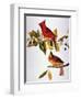 Audubon: Cardinal-John James Audubon-Framed Premium Giclee Print