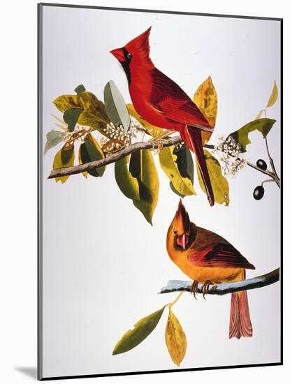 Audubon: Cardinal-John James Audubon-Mounted Giclee Print