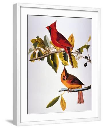 'Audubon: Cardinal' Giclee Print - John James Audubon | AllPosters.com