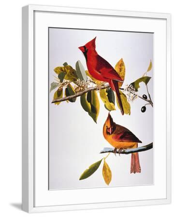 'Audubon: Cardinal' Giclee Print - John James Audubon | AllPosters.com