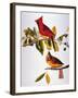 Audubon: Cardinal-John James Audubon-Framed Giclee Print