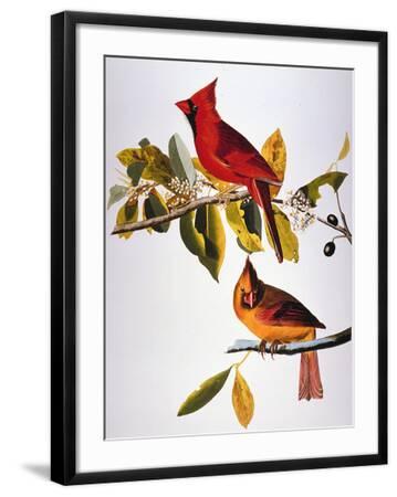 'Audubon: Cardinal' Giclee Print - John James Audubon | AllPosters.com