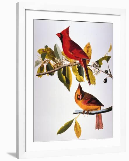 Audubon: Cardinal-John James Audubon-Framed Giclee Print