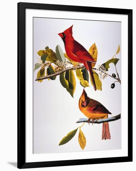 Audubon: Cardinal-John James Audubon-Framed Giclee Print