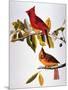 Audubon: Cardinal-John James Audubon-Mounted Giclee Print