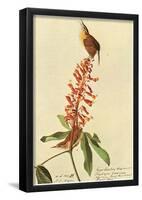 Audubon Carolina Wren Bird Art Poster Print-null-Framed Poster