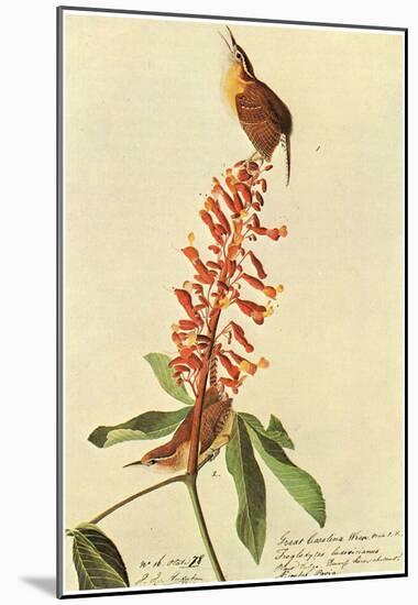 Audubon Carolina Wren Bird Art Poster Print-null-Mounted Poster