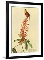 Audubon Carolina Wren Bird-null-Framed Art Print