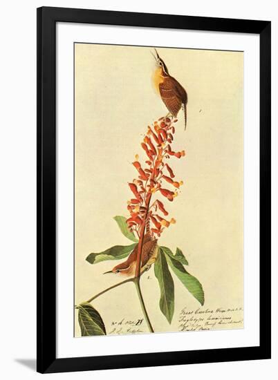 Audubon Carolina Wren Bird-null-Framed Art Print