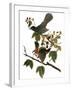 Audubon: Catbird, 1827-38-John James Audubon-Framed Giclee Print