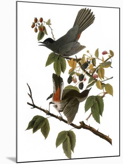 Audubon: Catbird, 1827-38-John James Audubon-Mounted Giclee Print
