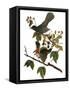 Audubon: Catbird, 1827-38-John James Audubon-Framed Stretched Canvas