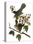 Audubon: Catbird, 1827-38-John James Audubon-Stretched Canvas