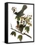 Audubon: Catbird, 1827-38-John James Audubon-Framed Stretched Canvas