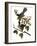 Audubon: Catbird, 1827-38-John James Audubon-Framed Giclee Print