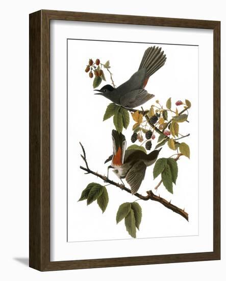 Audubon: Catbird, 1827-38-John James Audubon-Framed Giclee Print