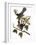 Audubon: Catbird, 1827-38-John James Audubon-Framed Giclee Print