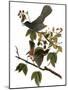 Audubon: Catbird, 1827-38-John James Audubon-Mounted Giclee Print