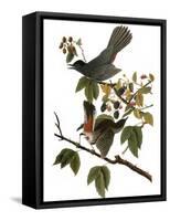 Audubon: Catbird, 1827-38-John James Audubon-Framed Stretched Canvas