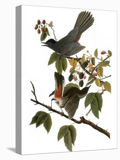 Audubon: Catbird, 1827-38-John James Audubon-Stretched Canvas