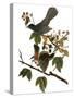 Audubon: Catbird, 1827-38-John James Audubon-Stretched Canvas
