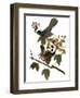 Audubon: Catbird, 1827-38-John James Audubon-Framed Giclee Print