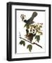 Audubon: Catbird, 1827-38-John James Audubon-Framed Giclee Print